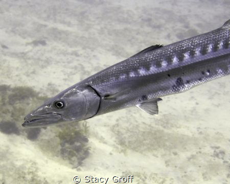 Barracuda on the outer ledge off of Jupiter.  Shot with D... by Stacy Groff 
