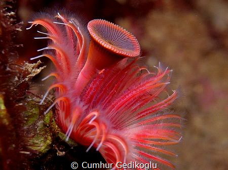 Serpula vermicularis by Cumhur Gedikoglu 