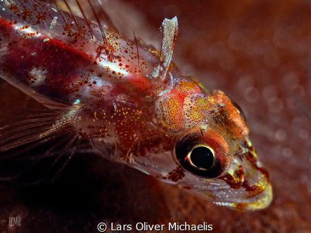 red goby by Lars Oliver Michaelis 