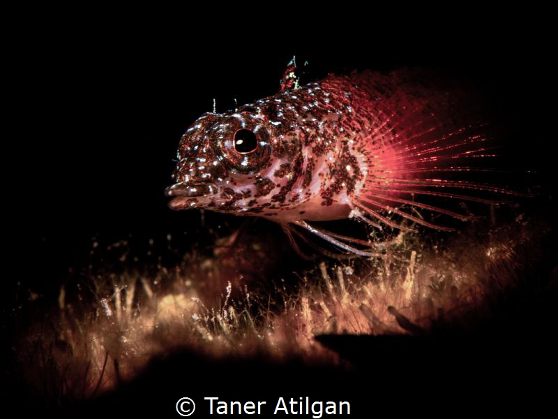 Snooted goby by Taner Atilgan 