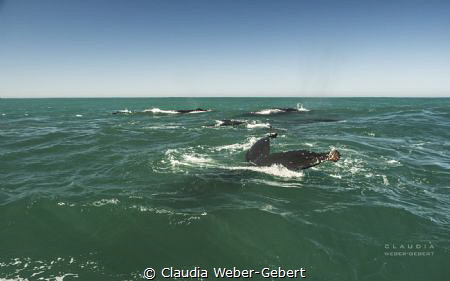 humpbacks feeding on the Benguela updwelling current by Claudia Weber-Gebert 