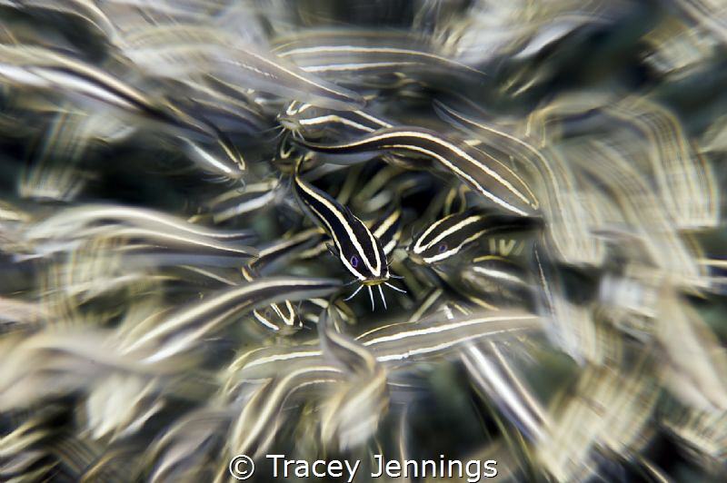 Catfish chaos in Moalboal, Philippines by Tracey Jennings 