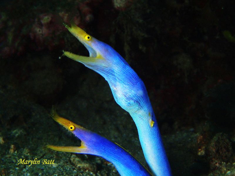 Dancing pair of Blue Ribbon Eels by Marylin Batt 