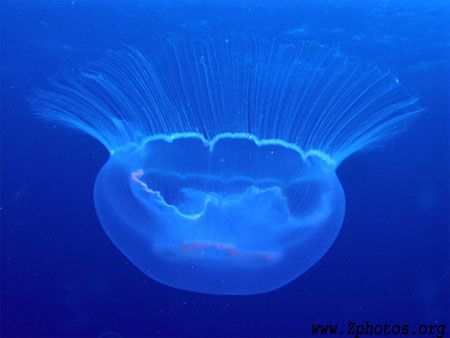 Moon jellyfish are about the size of a basketball and saf... by Zaid Fadul 