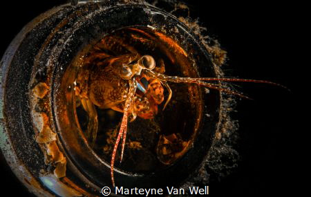 Shrimp in bottle - different crop by Marteyne Van Well 