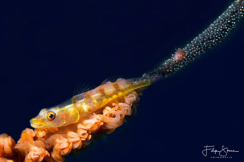 Whip coral goby with eggs, Puerto Galera, The Philippines. by Filip Staes 