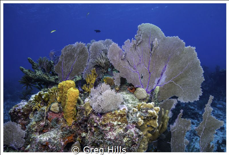 Beautiful reef at Half Moon Caye, Belize using sigma 10mm... by Greg Hills 