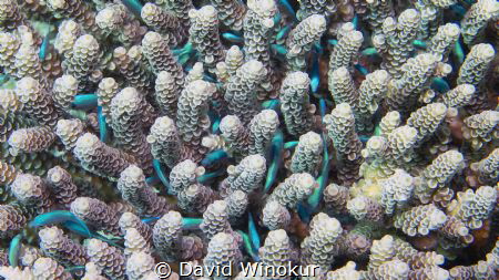 An interesting cluster of blue fish and corals showing li... by David Winokur 