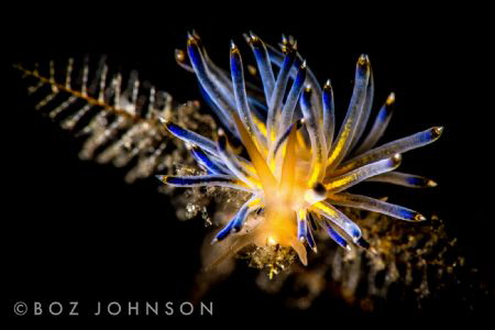 One of the many beautiful Bali Nudibranchs by Boz Johnson 