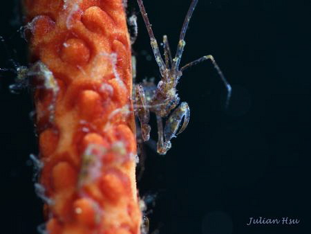 Skeleton Shrimp by Julian Hsu 