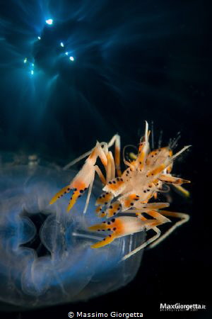 Lembeh strait - tiger shrimp in double exposure by Massimo Giorgetta 