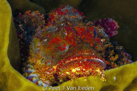 Popeyed scorpionfish with with it technicolor dreamcoat by Peet J Van Eeden 