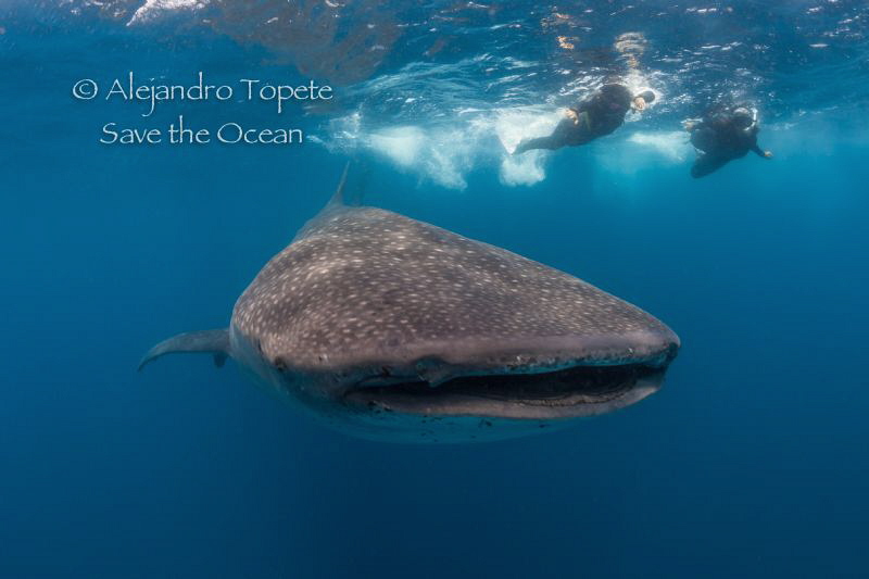 Whale Shark with Snorkelers, Isla Contoy México by Alejandro Topete 