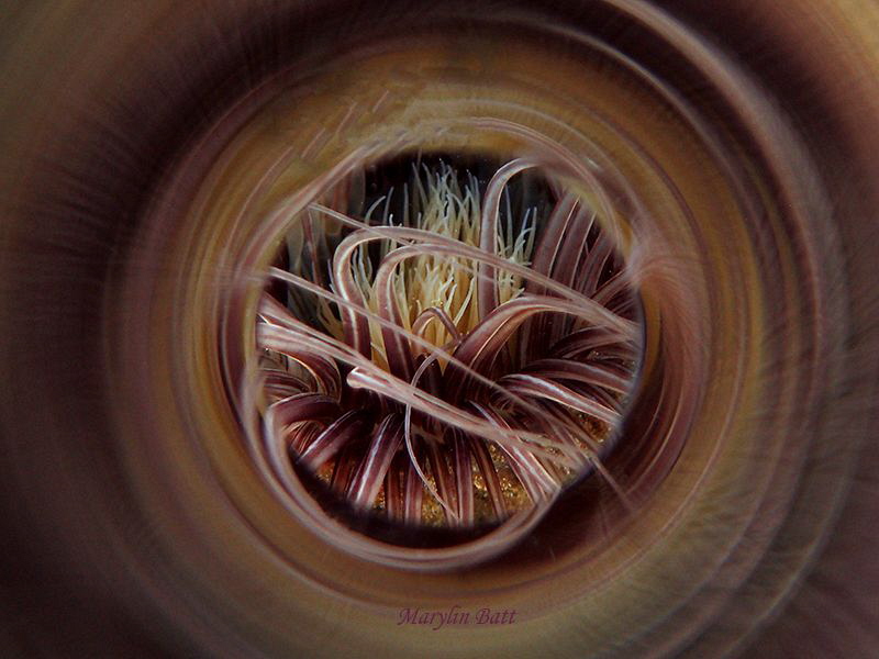 Tube anemone through a tube by Marylin Batt 
