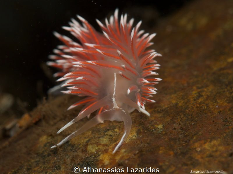 Flabellina lineata in Oslo fjord by Athanassios Lazarides 