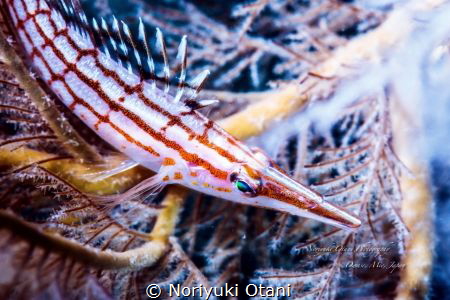 Longnose hawkfish, Owase, Mie, Japan, Depth15m
 by Noriyuki Otani 