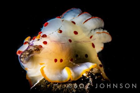 Nudibranch eating a sea hare by Boz Johnson 