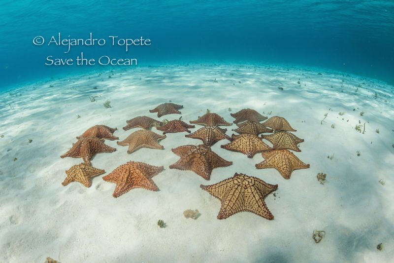 Stars in the sand, Cozumel México by Alejandro Topete 