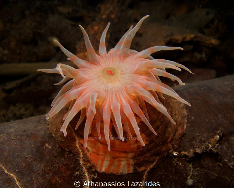 Colourful anemone from Oslo fjord by Athanassios Lazarides 