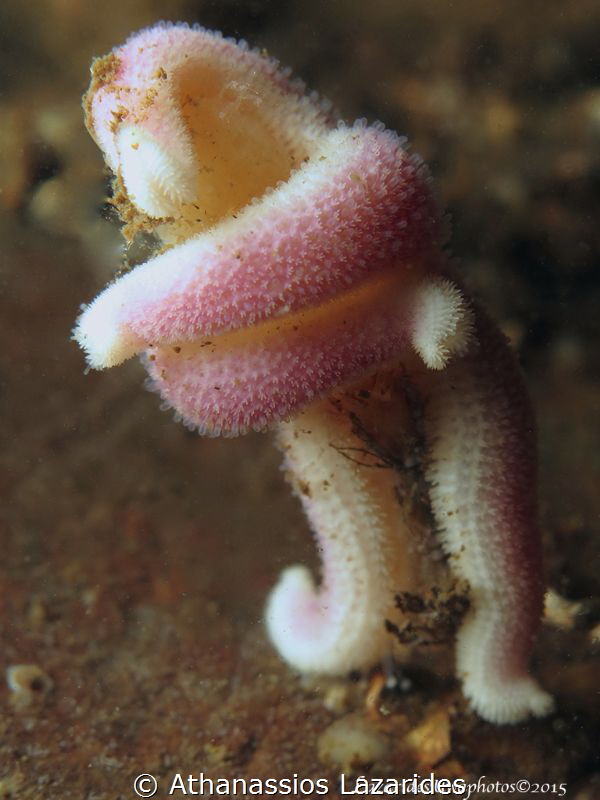 Sea star in a funny position by Athanassios Lazarides 