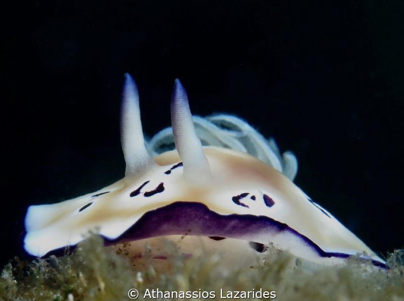 Nudibranch from Bali by Athanassios Lazarides 