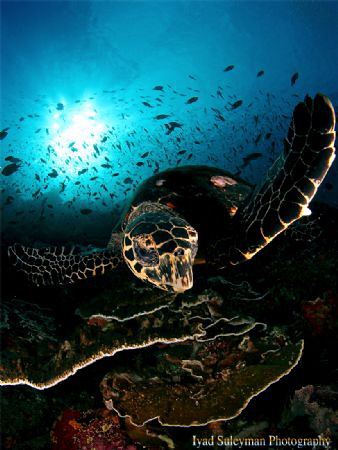 Turtle in Komodo style by Iyad Suleyman 