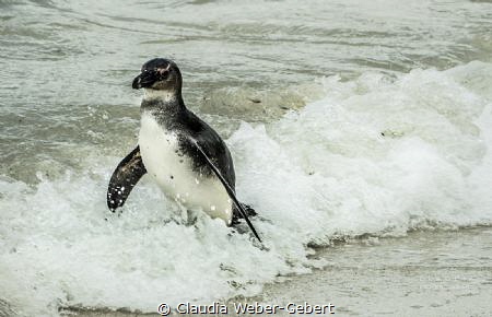 coming back - penguin at Boulders Beach in SA by Claudia Weber-Gebert 