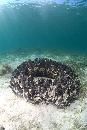 An old car tyre, or a black sponge?.
10.5mm. by Derek Haslam 