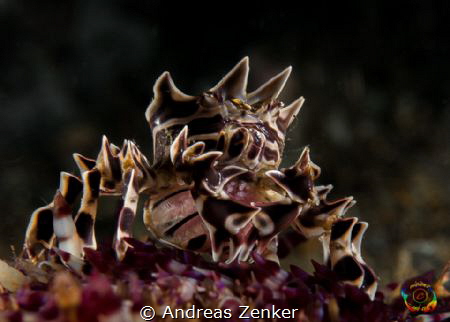 Zebra crab with eggs by Andreas Zenker 
