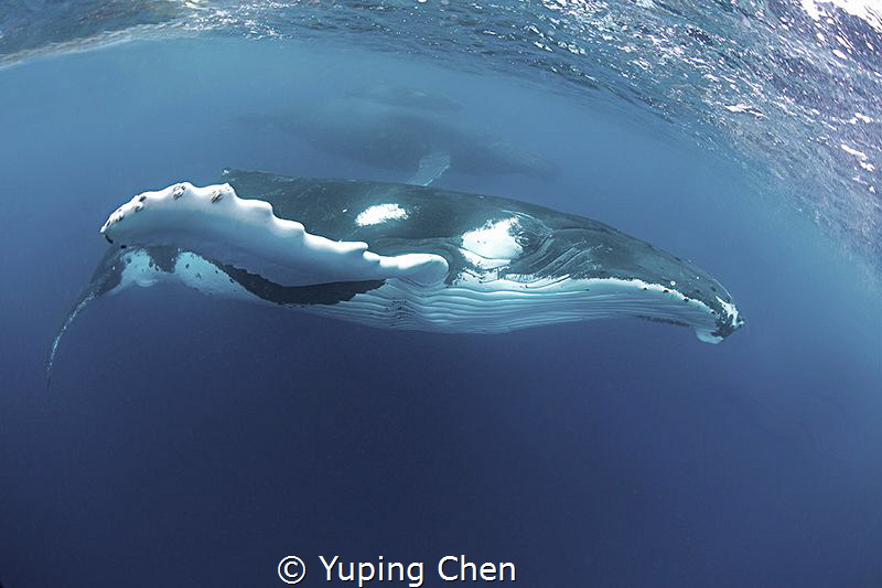 Humpback whale/Vava'u Tonga by Yuping Chen 