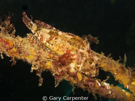 Long-spined sea scorpion (Taurulus bubalis) - Picture tak... by Gary Carpenter 