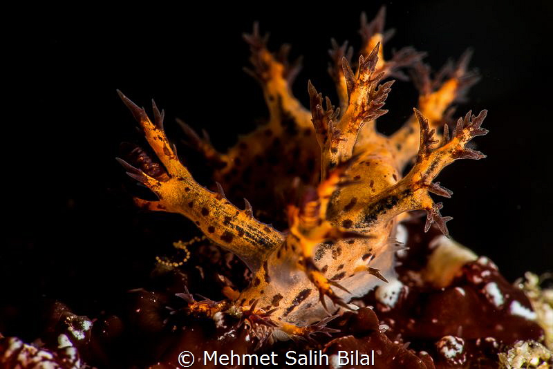 Bornella nudibranch. Anilao. by Mehmet Salih Bilal 