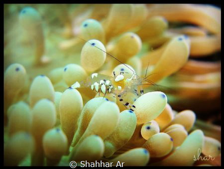 Transparent Commensal Shrimp on top of Blue Dot Bubble An... by Shahhar Ar 
