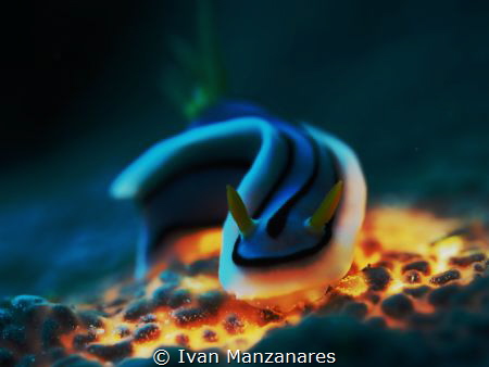 Nudi on Hot lava by Ivan Manzanares 