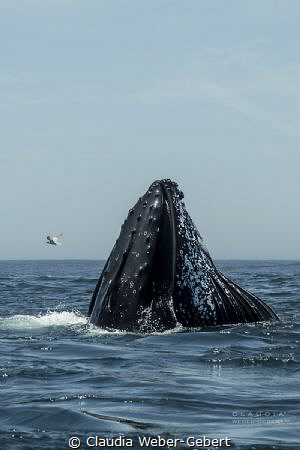 feeding........
humpback feeding on krill in the current by Claudia Weber-Gebert 
