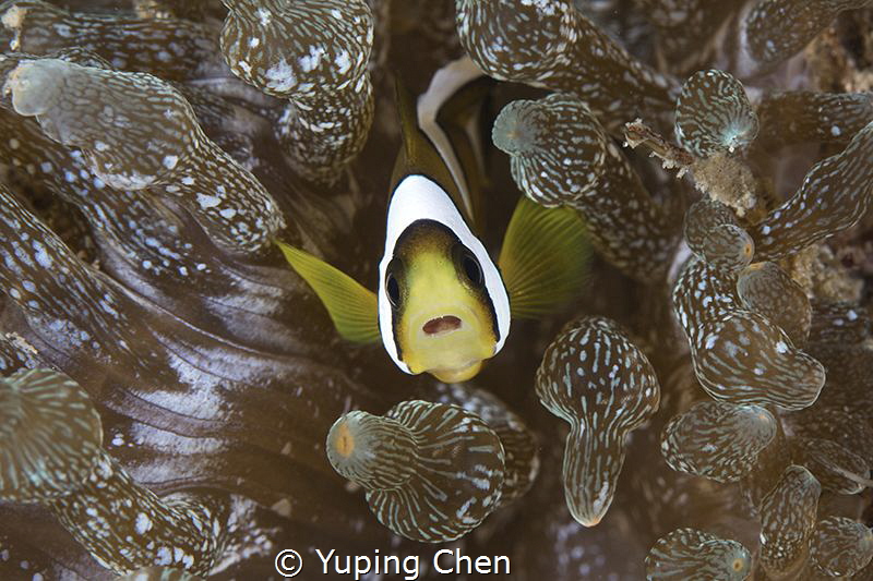 Clark's Anemonefish/Anilao,Philippine/Canon 5D MarkIV, 10... by Yuping Chen 