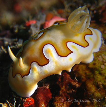 Now this is one juicy nudi... by Alex Tattersall 