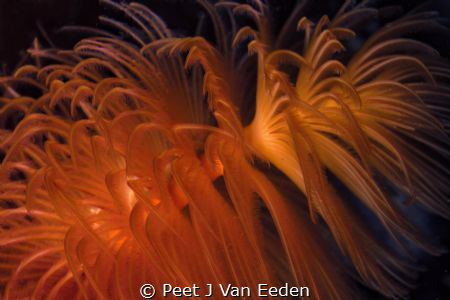 Red Fanworm with one its 2 colorful spirals (Protula bisp... by Peet J Van Eeden 