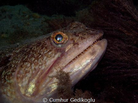 Synodus dermatogenys
Sand lizard fish by Cumhur Gedikoglu 