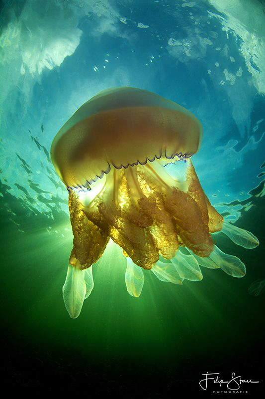 Barrel jellyfish (Rhizostoma pulmo), Lake grevelingen, Ze... by Filip Staes 