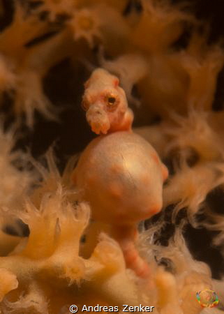 Denise`s pygmy seahorse - pregnant. (Hippocampus denise) by Andreas Zenker 