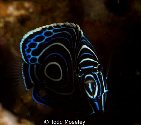 Juvenile Anglefish by Todd Moseley 