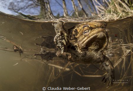 male toad in springtime by Claudia Weber-Gebert 