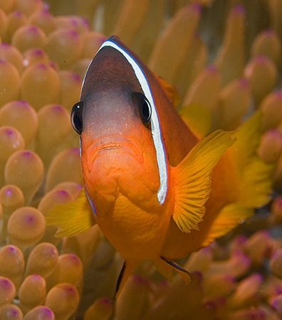 One of Fiji's colorful Anemonefish. by Jim Chambers 