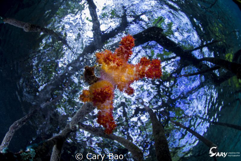 Mongrove by Cary Bao 
