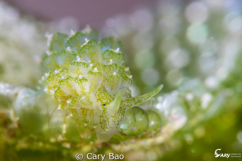 Green grape by Cary Bao 