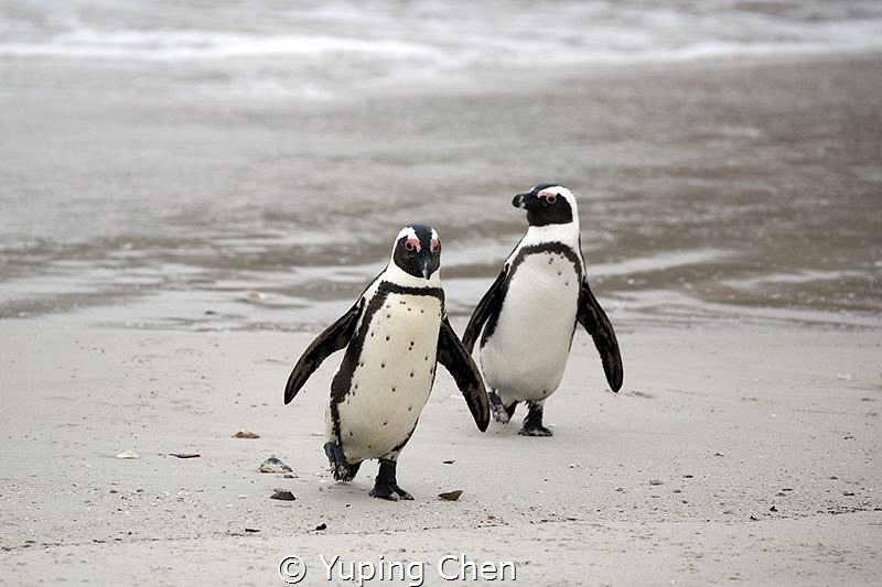 Penguin/Camp Town, South Africa,Canon 5D MarkIII, 100-400... by Yuping Chen 
