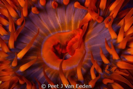 Rising Sun. The beauty of the Plum Anemone (Actinia mande... by Peet J Van Eeden 