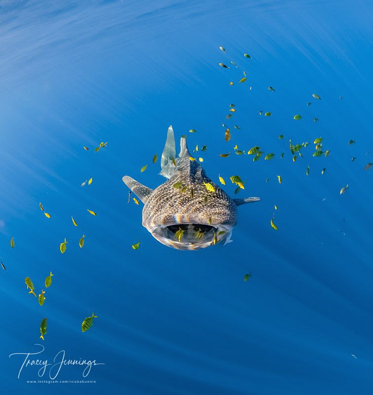 Shark approaching by Tracey Jennings 
