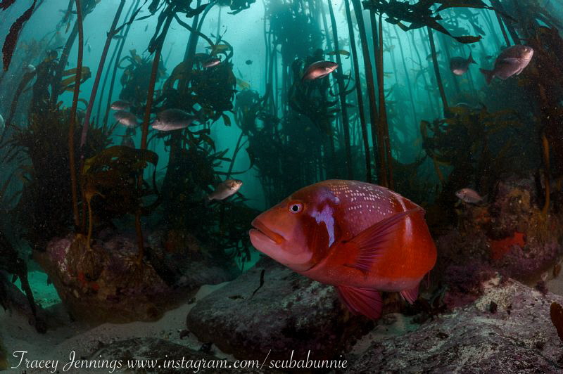 In the kelp by Tracey Jennings 